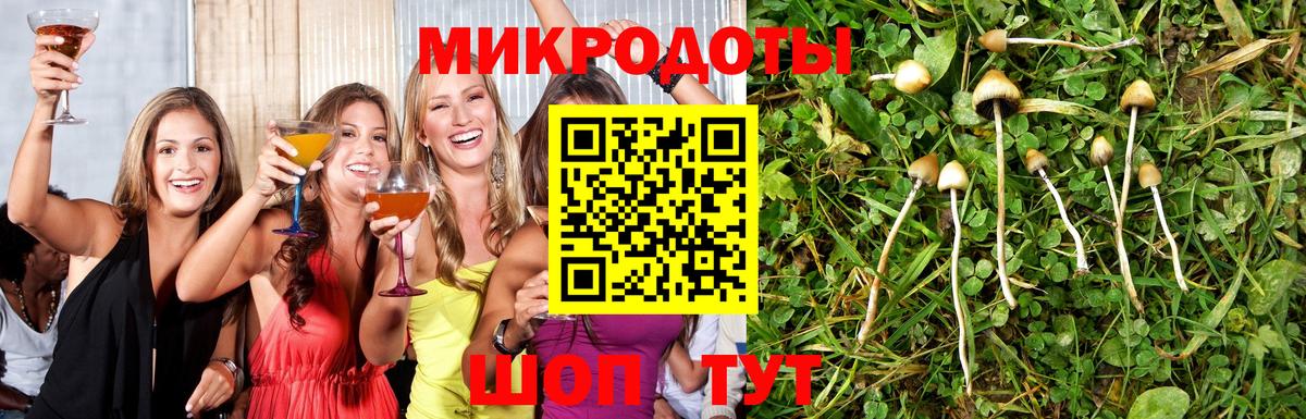 Галлюциногенные грибы Psilocybe Сухой Лог